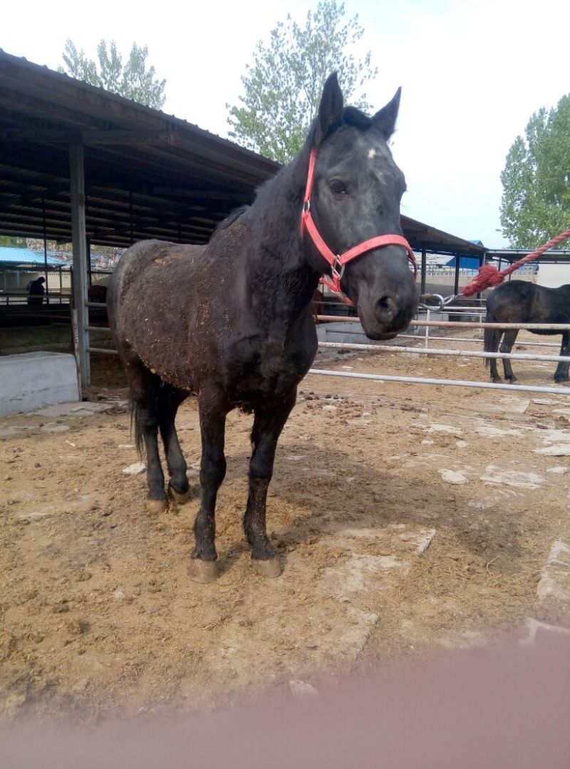 肉马300~400kg