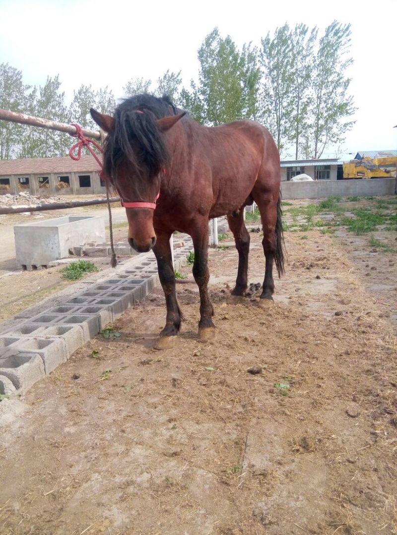 肉马300~400kg