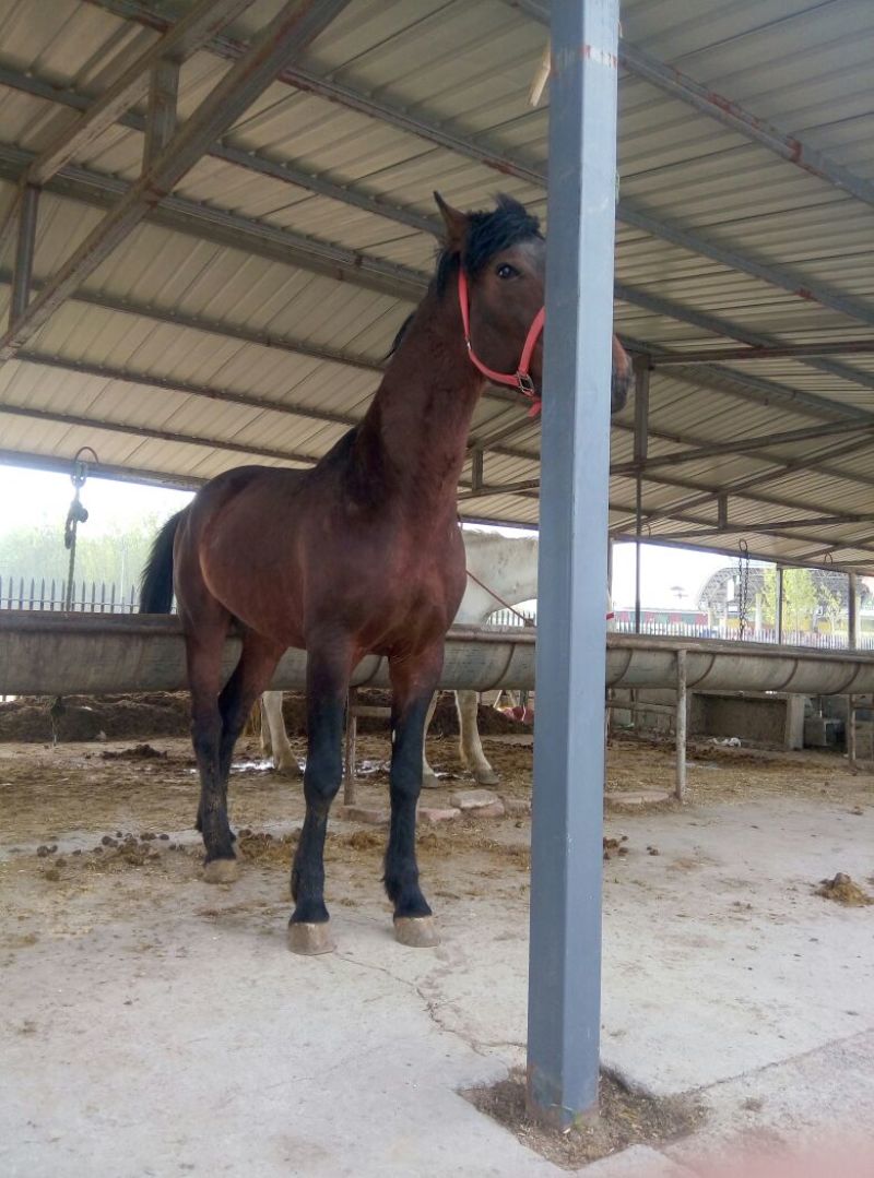 肉马300~400kg