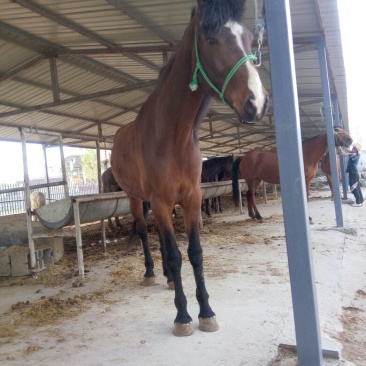 肉马300~400kg