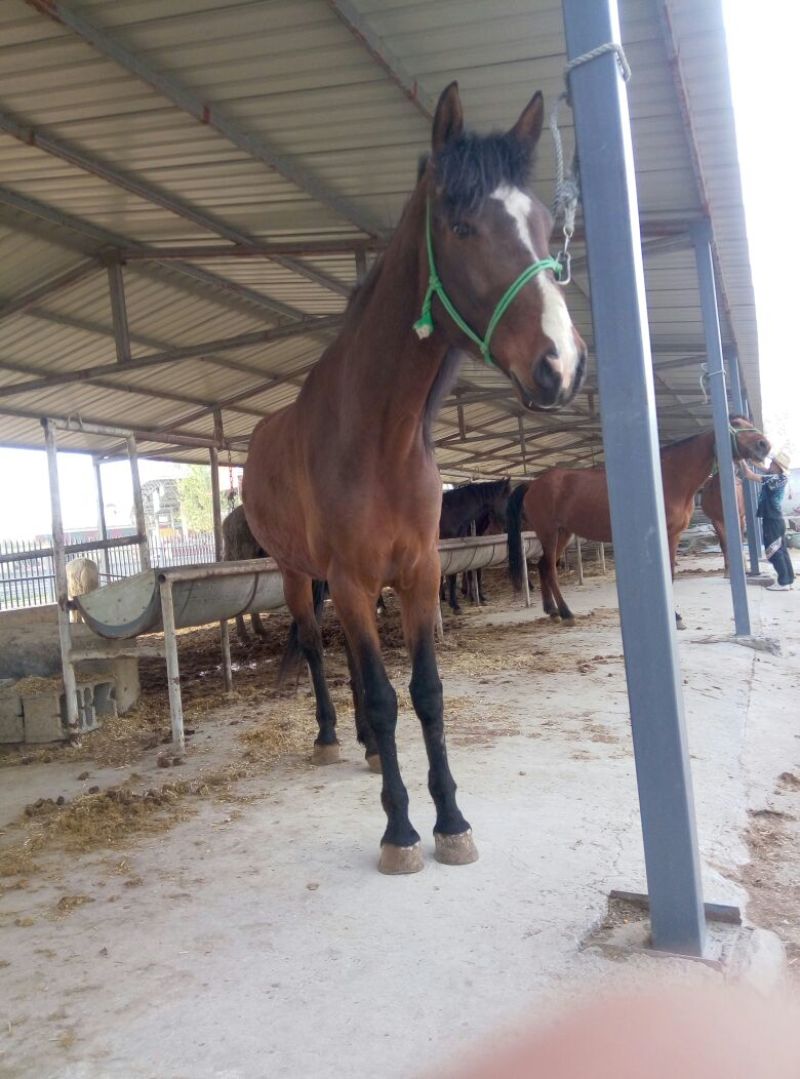 肉马300~400kg