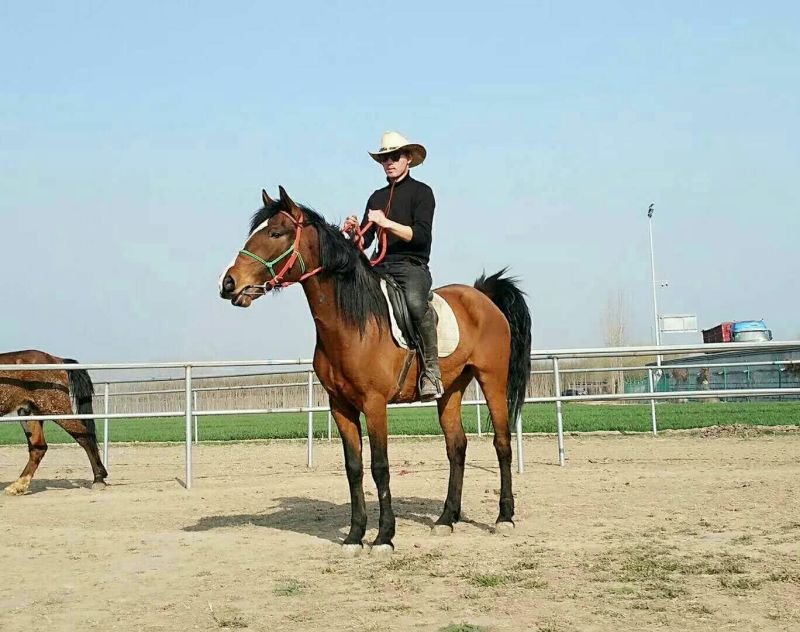 肉马300~400kg