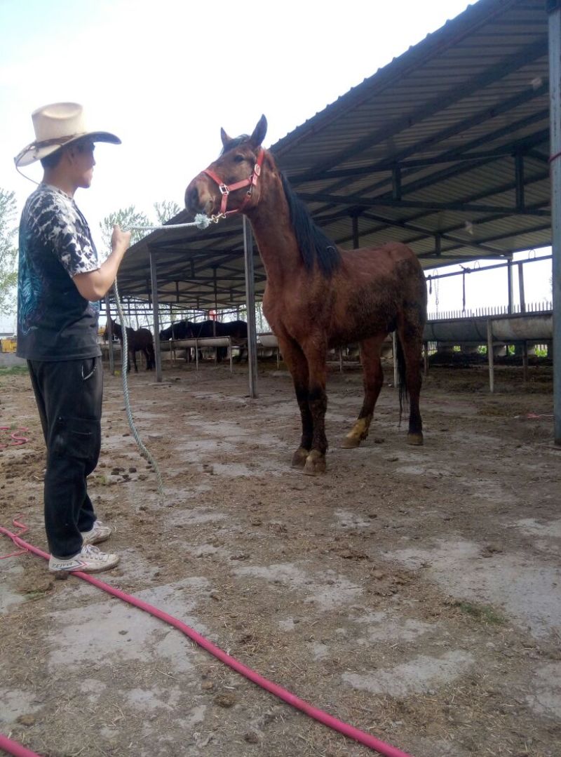 肉马300~400kg