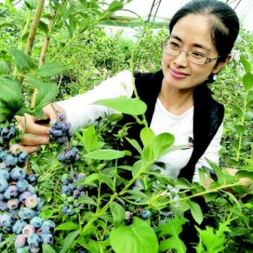 蓝莓苗三年组培大苗薄雾莱克西天后珠宝绿宝石基地直销