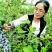 蓝莓苗三年组培大苗薄雾莱克西天后珠宝绿宝石基地直销