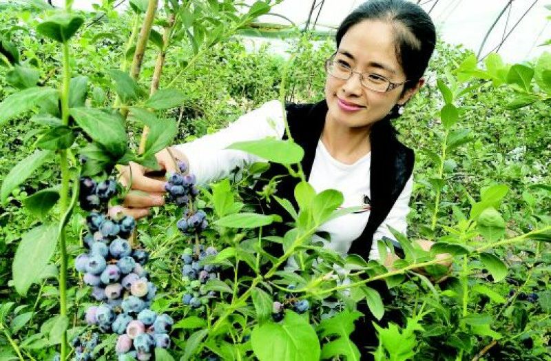 蓝莓苗三年组培大苗薄雾莱克西天后珠宝绿宝石基地直销
