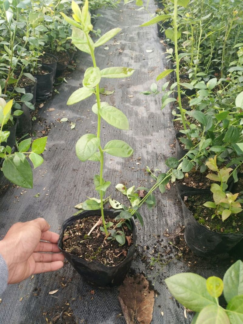 蓝莓苗三年组培大苗薄雾莱克西天后珠宝绿宝石基地直销