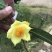 金花茶树苗30-40cm