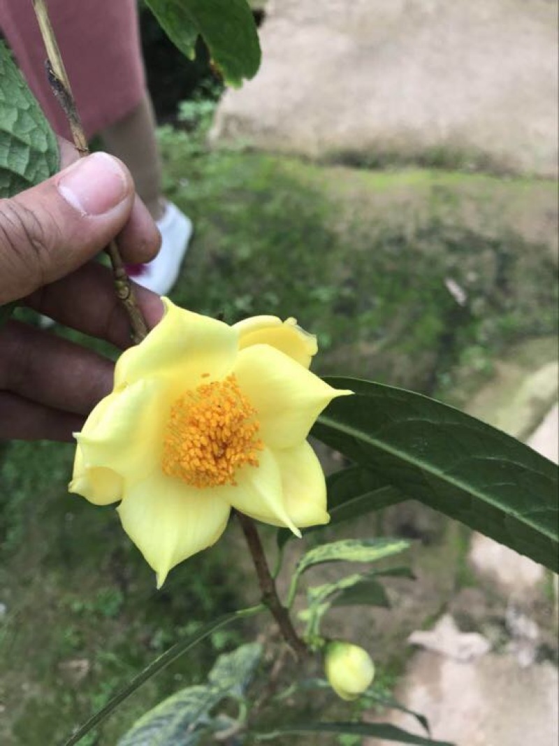 金花茶树苗30-40cm
