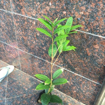 金花茶树苗30-40cm