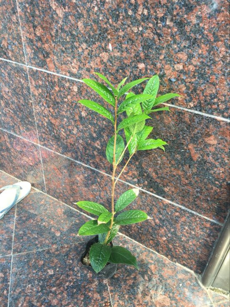 金花茶树苗30-40cm