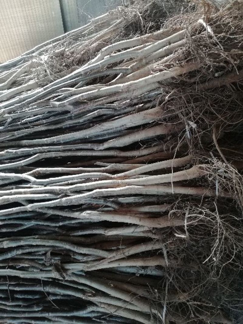 核桃苗150~200cm1~2年