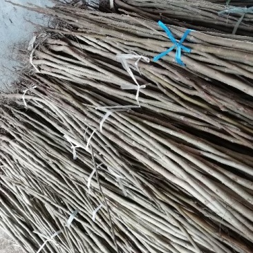 核桃苗150~200cm1~2年