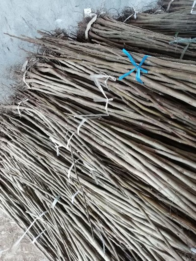 核桃苗150~200cm1~2年
