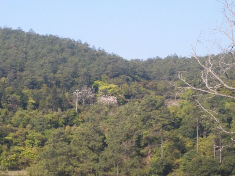 荒山101~1000亩31~50年合作