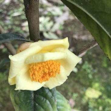 金花茶树苗30~50cm
