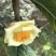 金花茶树苗30~50cm