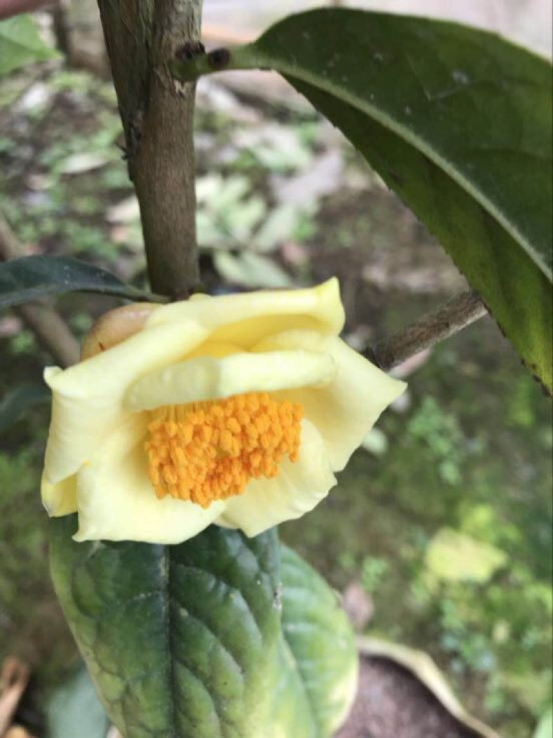 金花茶树苗30~50cm
