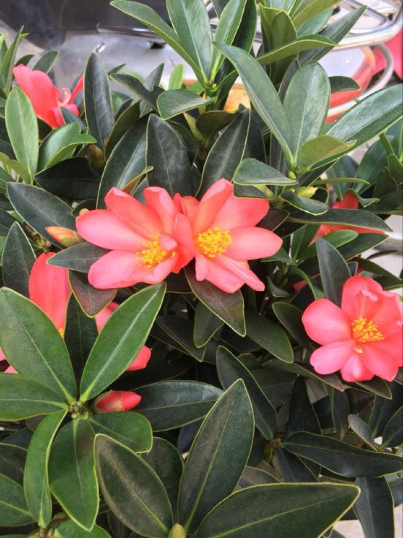 茶花50-80