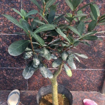 茶花50-80
