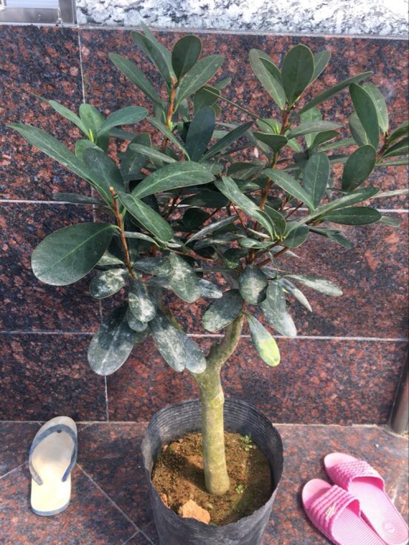 茶花50-80