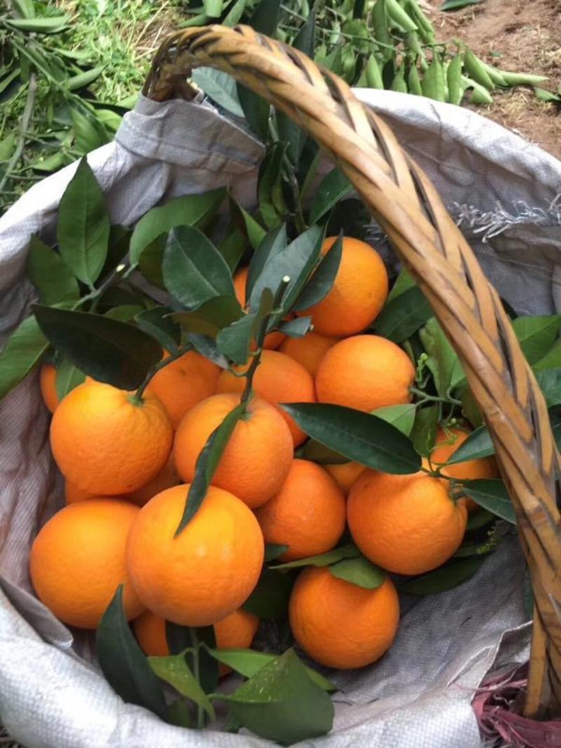 夏橙，水份充足，价钱实惠，保质保大量供应！
