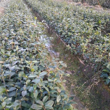 红花油茶苗30~50cm