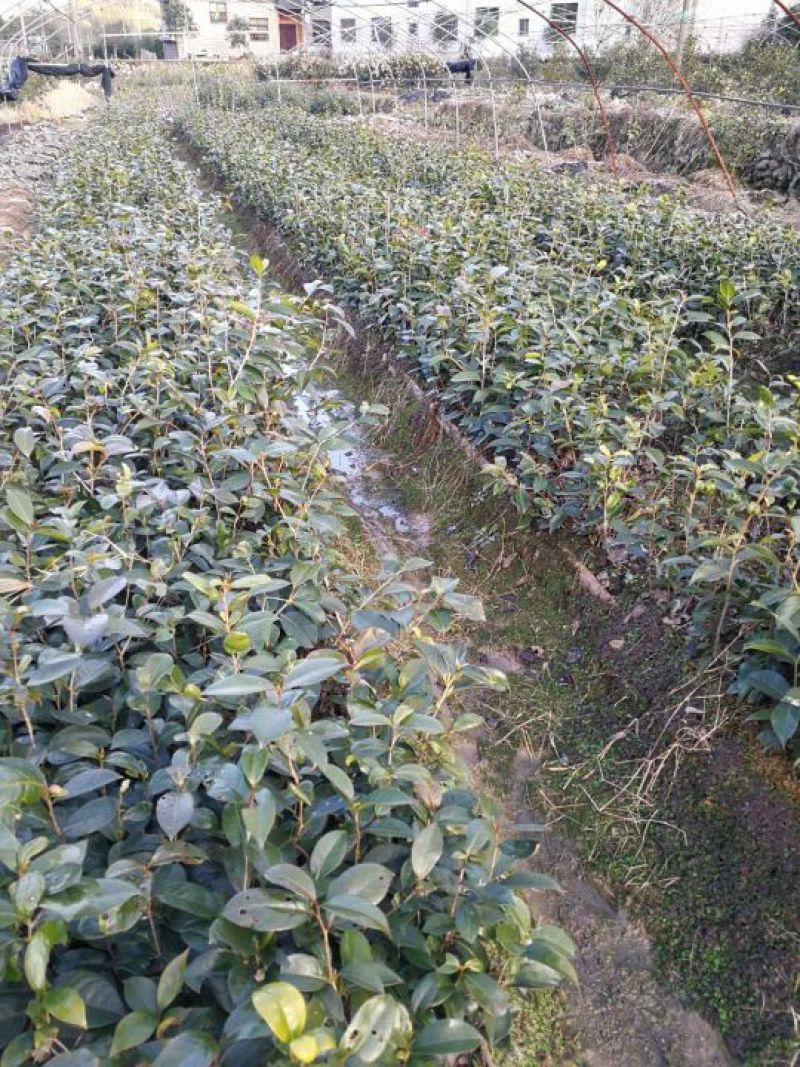 红花油茶苗30~50cm