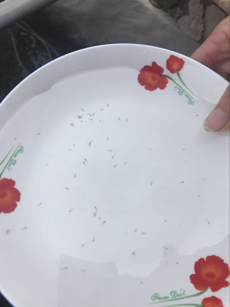 台湾泥鳅3~5cm人工养殖