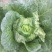 四川精品黄心白菜，大量供货，无烧心，无麻点，货源充足。