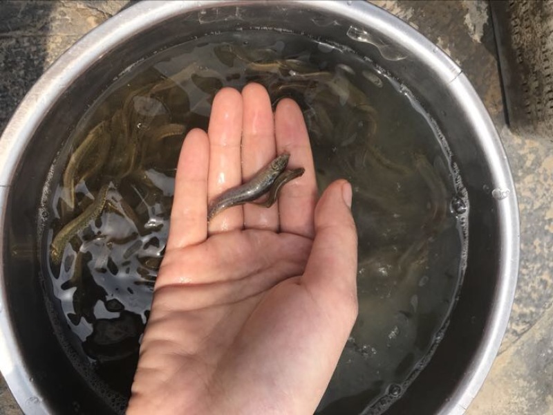 台湾泥鳅3~5cm人工养殖
