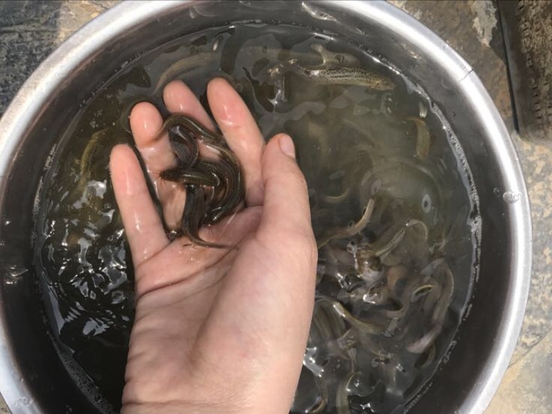 台湾泥鳅3~5cm人工养殖