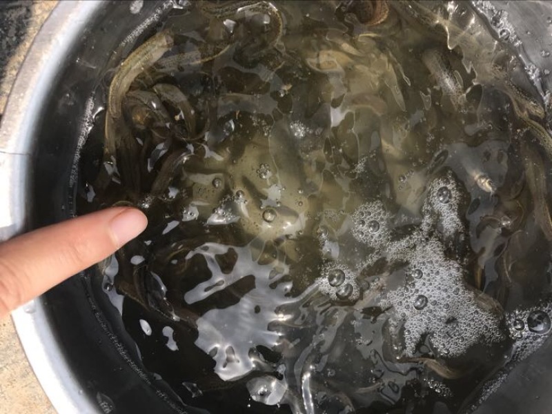 台湾泥鳅3~5cm人工养殖