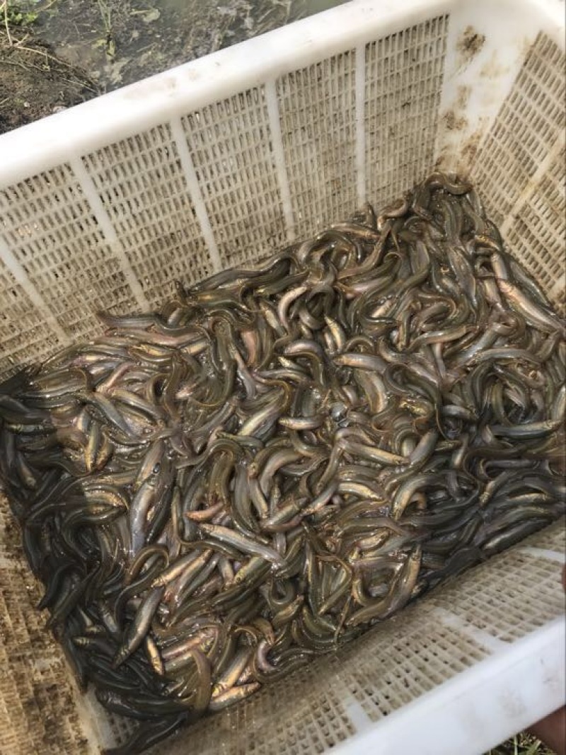 台湾泥鳅3~5cm人工养殖