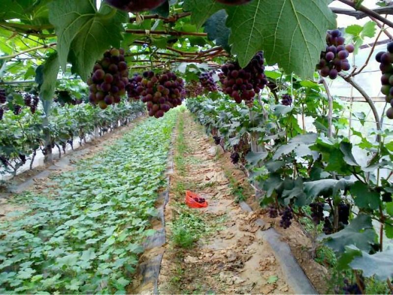 夏黑葡萄苗30cm以下1年