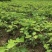 夏黑葡萄苗30cm以下1年