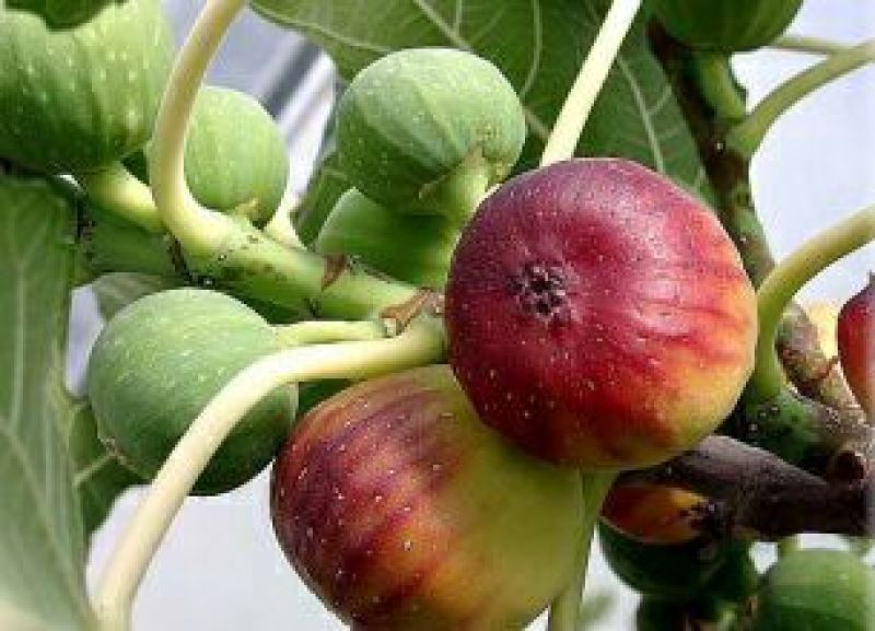无花果苗波姬红，10～20公分高，叶色好