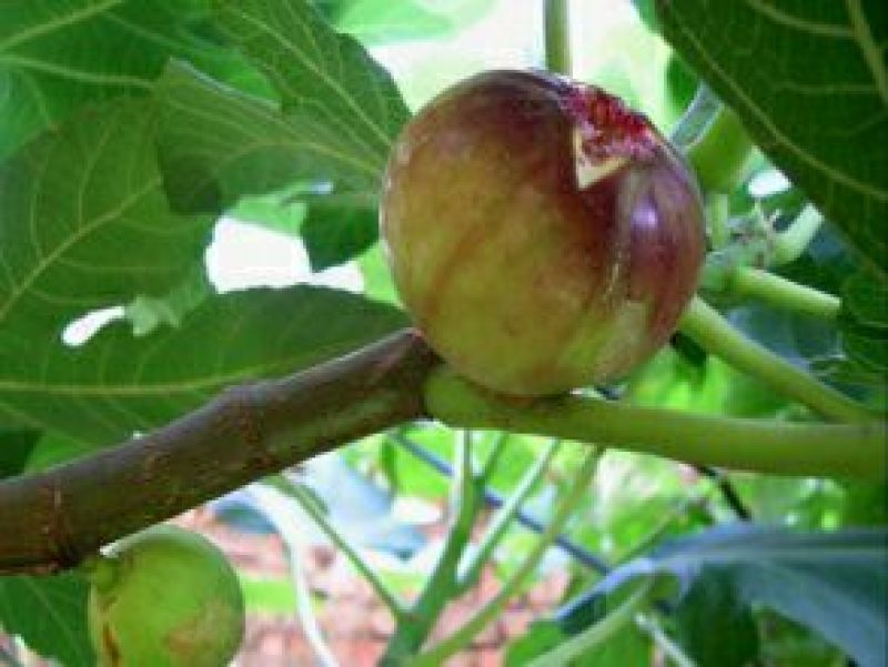 无花果苗波姬红，10～20公分高，叶色好