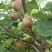 无花果苗波姬红，10～20公分高，叶色好