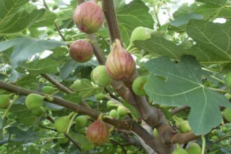 无花果苗波姬红，10～20公分高，叶色好