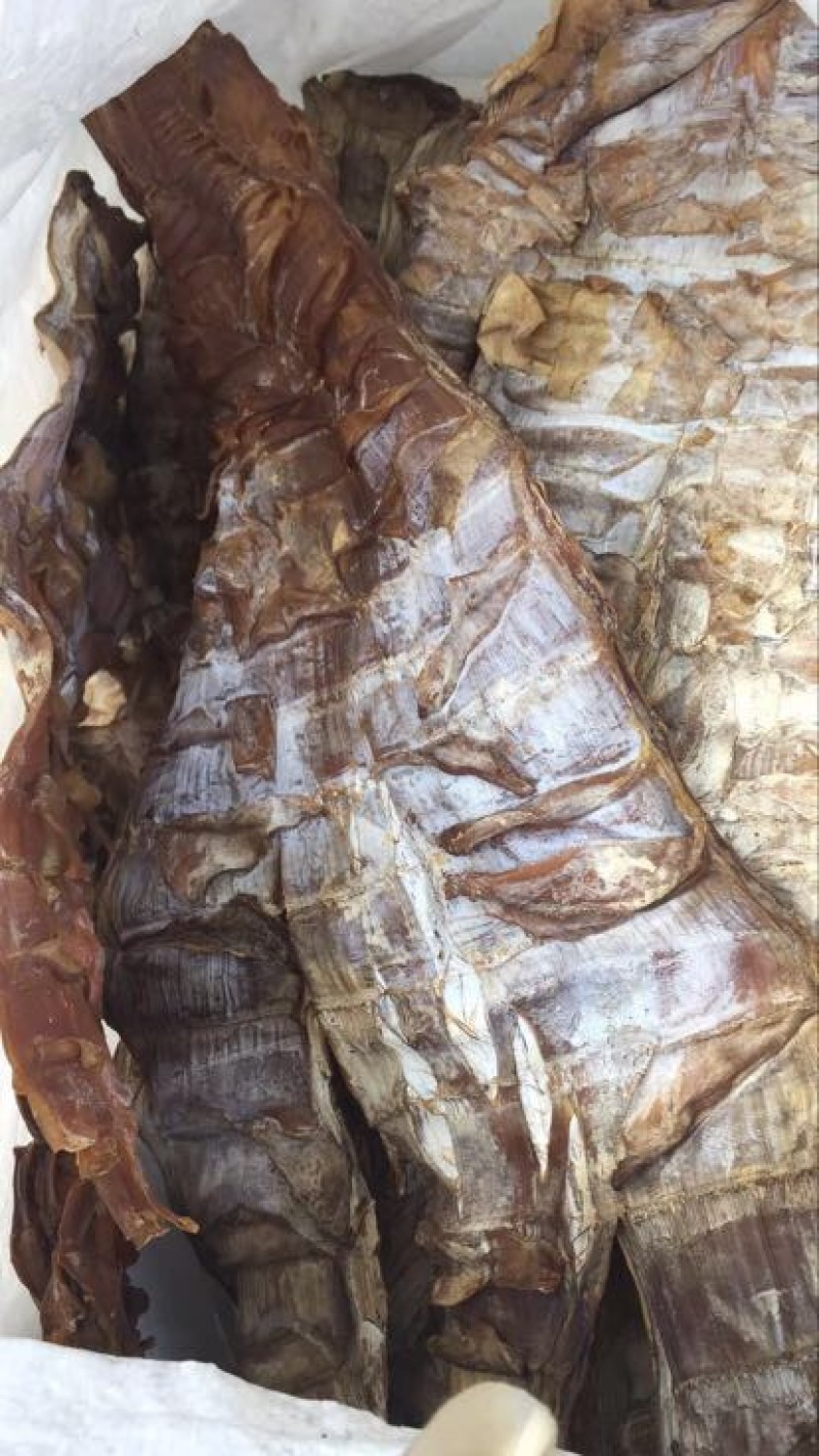 干笋