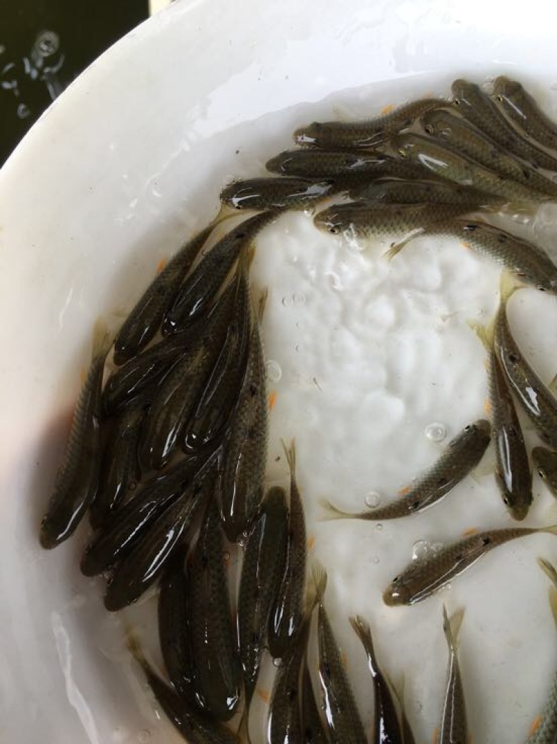 军鱼苗娟鱼，青竹鲩、光倒剌鲃鱼苗，大量现货出售