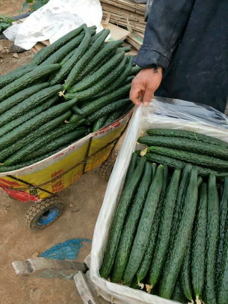 夏邑蔬菜基地益农合作社密刺精品油量黄瓜保质保量