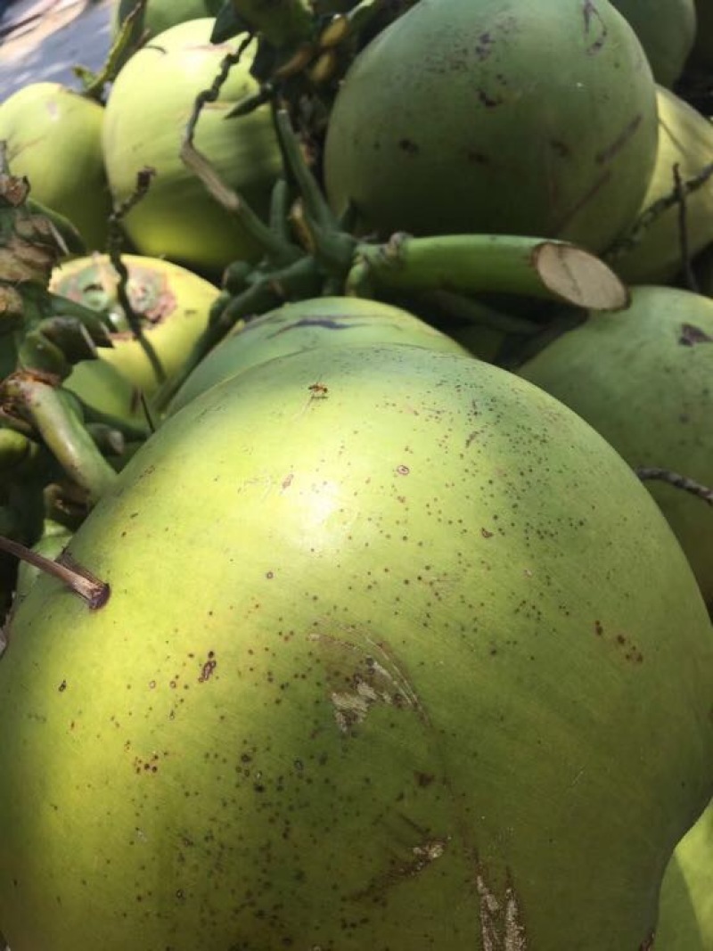 椰青4~5斤
