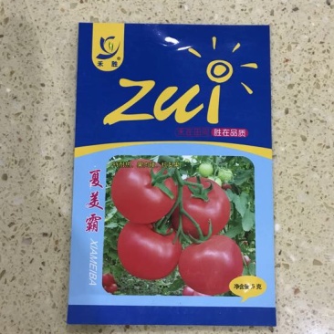 西红柿种子