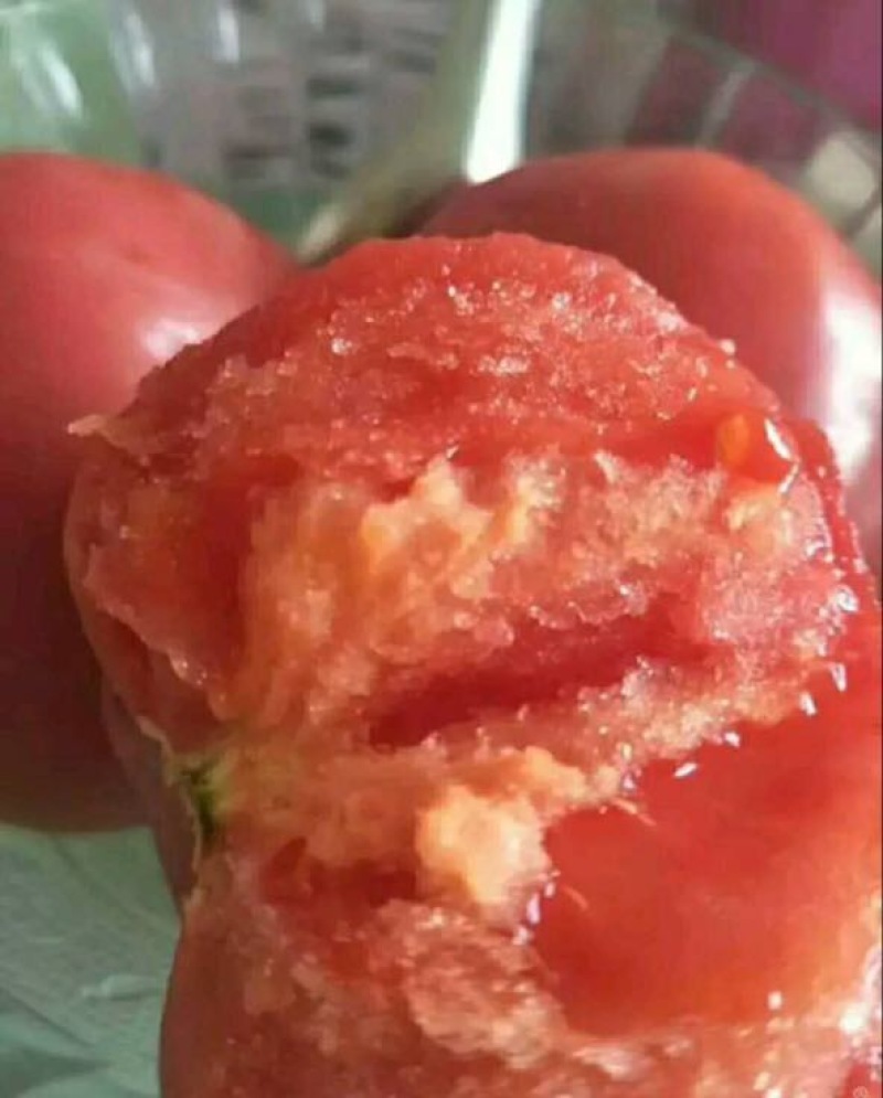 西红柿种子