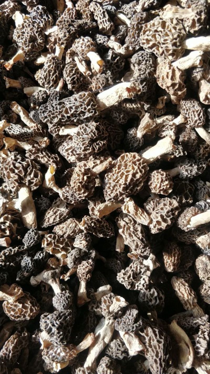 羊肚菌中上通货纯野生羊肚菌