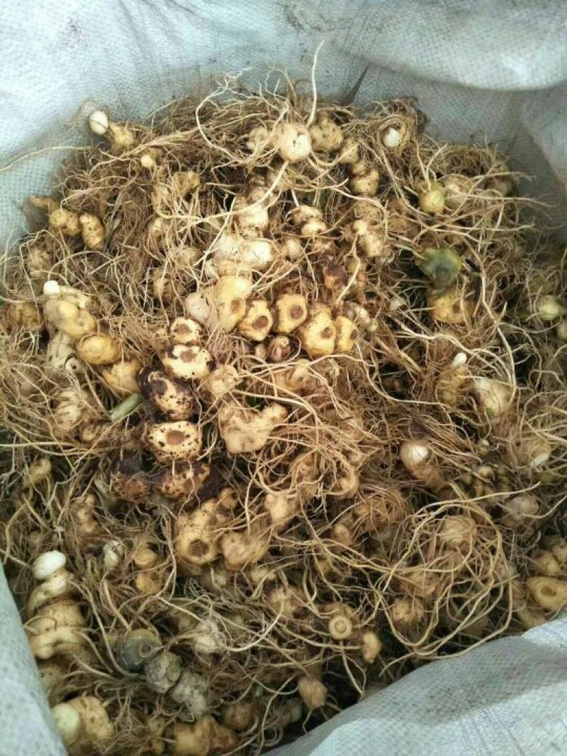 黄精种苗