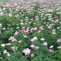 赤芍