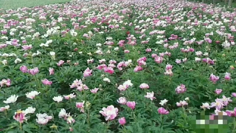 赤芍